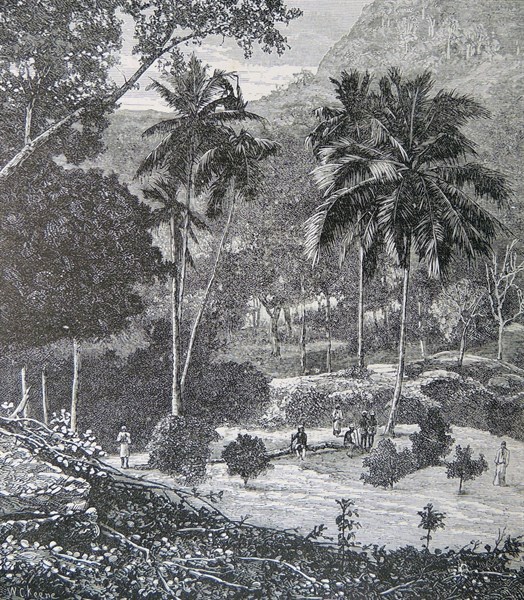 Coffee Estate