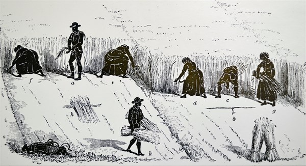 The Book of the Farm