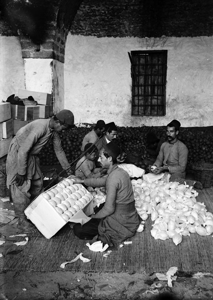 Packing oranges, Palestine