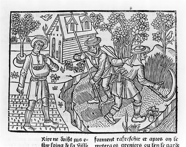 Farmers harvesting crops