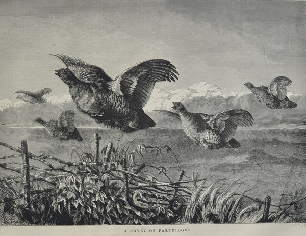 A Covey of Partridges