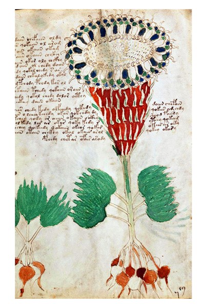 Page from The Voynich Manuscript