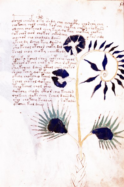 Page from The Voynich Manuscript