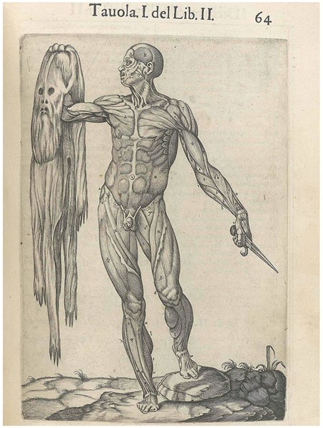 Print from "History of the composition of the human body"