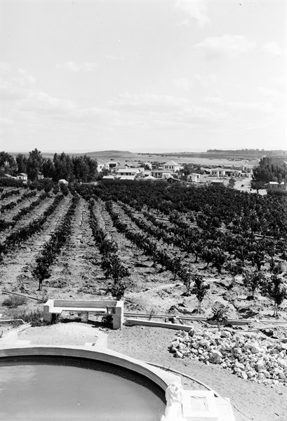 Photograph of Orange trees being cultivated on a Kibbutz