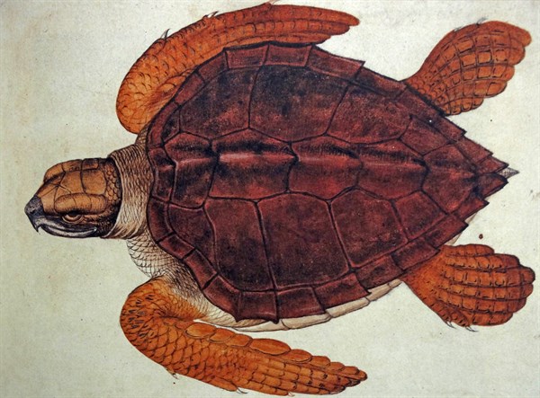 Loggerhead turtle, by John White (English, c. 1540-c. 1593).