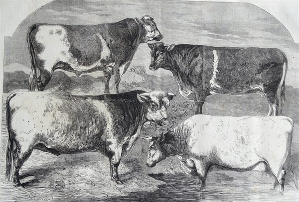 Engraving depicting the prize shorthorns at the Royal Agricultural Society's Show
