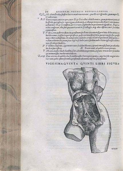 Illustration of the female pelvis
