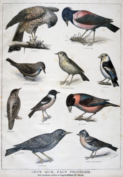 Illustration depicting birds useful to agriculture