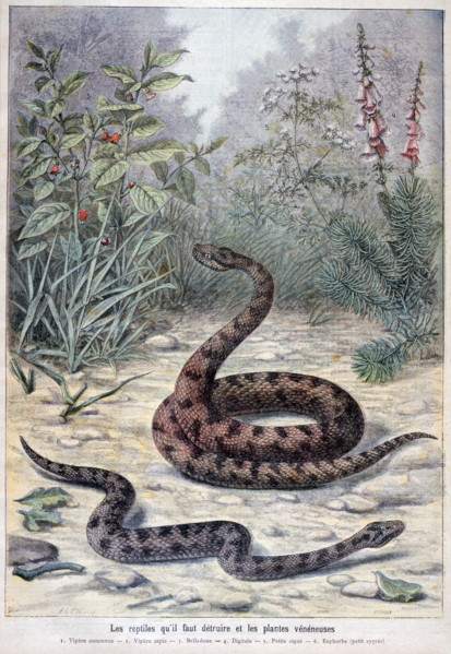 Illustration depicting harmful or poisonous plants and snakes