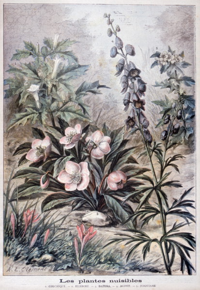 Illustration depicting harmful or poisonous plants