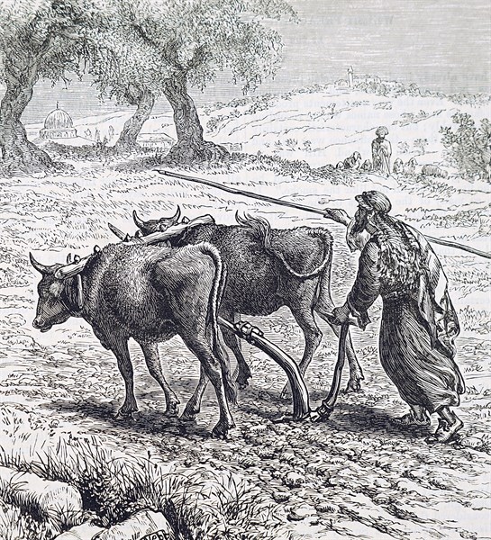 A farmer ploughing with the aid of oxen Dated 19th Century
