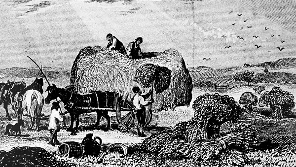 The reaping of barley by hand
