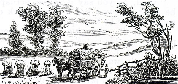 The carting of corn stalks to be stored