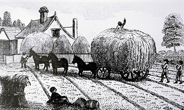 A cart load of wheat being transported