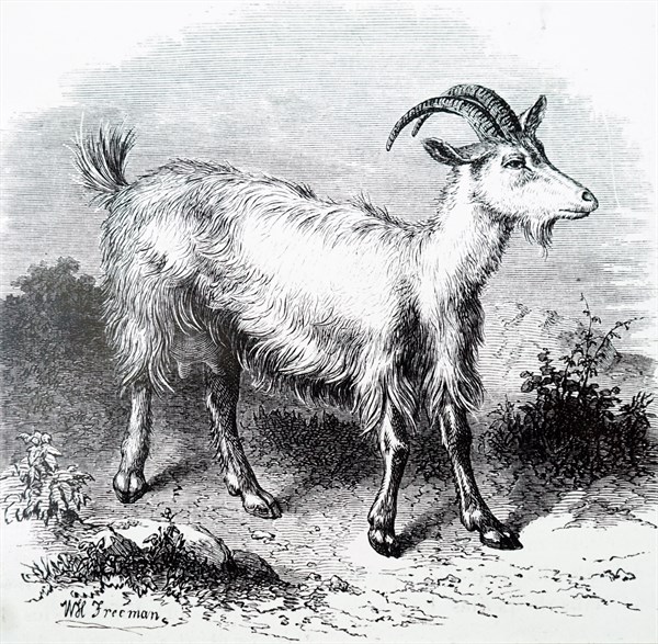 A goat