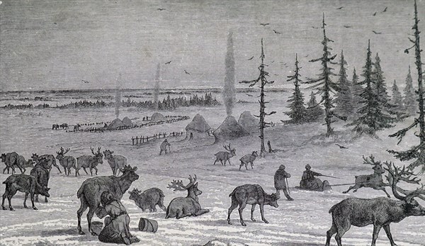 The milking of a reindeer in Lapland