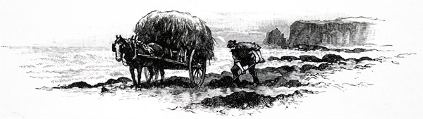 A man collecting seaweed which had washed up on the beach