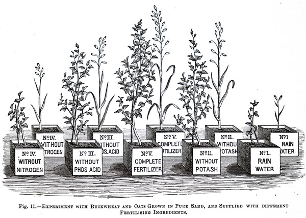 Experiments with buckwheat and oats grown in pure sand with different fertilising ingredients being conducted within the Experimental Station in Tharandt, Saxony