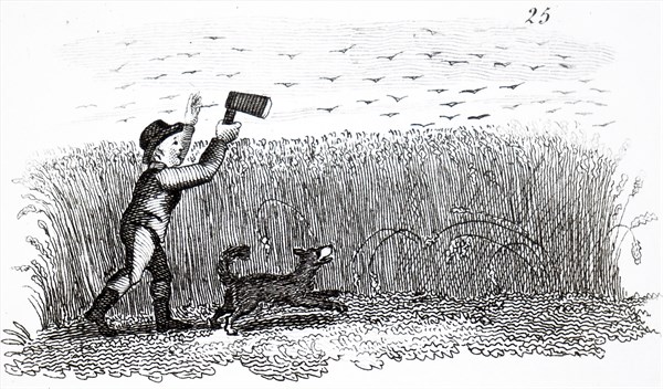A young boy using a Clack, Rattle or Whizzer, a noisy wooden contraption to scare the birds away