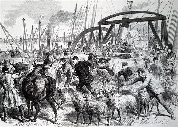 The inspection of cattle at the Metropolitan Cattle Market in London, during the outbreak of the Cattle Plague