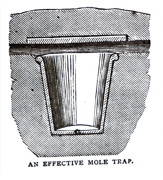 An effective mole trap