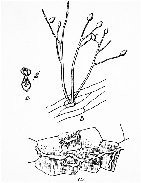 The rotting leaves of a potato plant due to a fungal infection which was spread by aphids