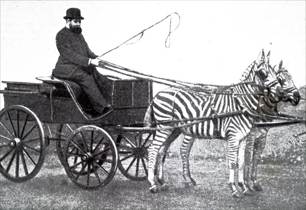 Photograph of Lionel de Rothschild driving a team of zebras