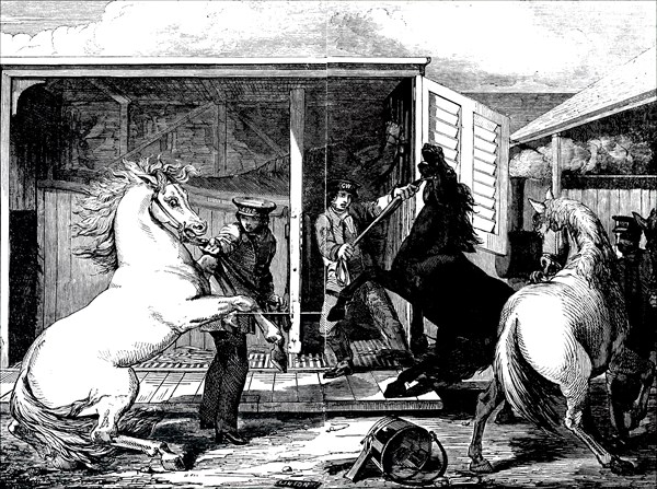Horses at a train station being moved from a board gauge to a narrow gauge wagon at Gloucester Train Station