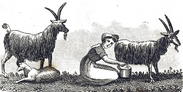 A milkmaid milking a goat