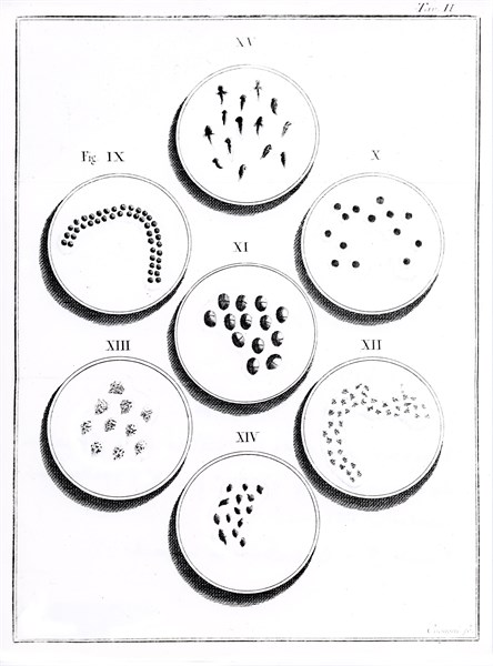 Microscope, Planche II : Génération du crapaud (18e siècle)