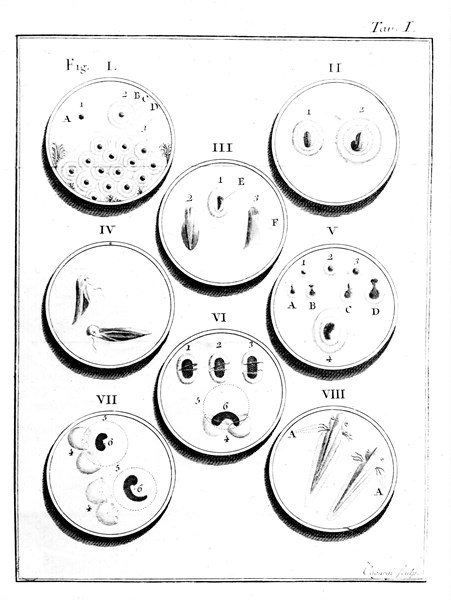 Microscope, Planche I : Génération de la grenouille (18e siècle)
