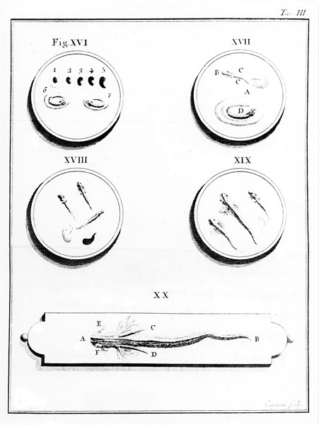 Microscope. Planche III : Génération de la salamandre (18e siècle)