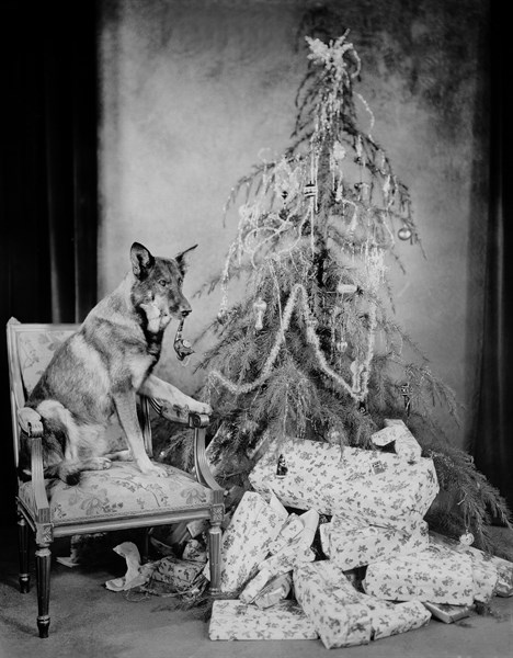 Tiere im Film - Rin Tin Tin