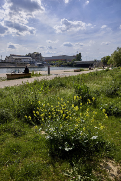 Urban greening in Saint-Denis