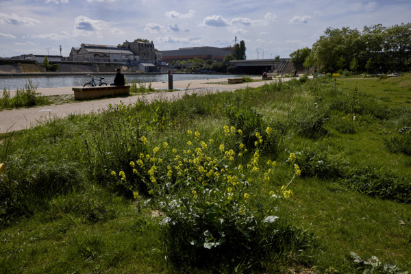 Urban greening in Saint-Denis