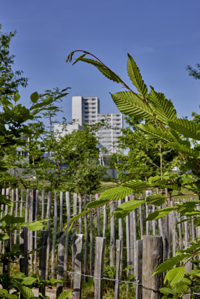 Urban greening in Saint-Denis