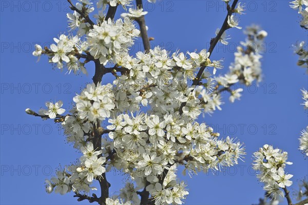 White blossoms