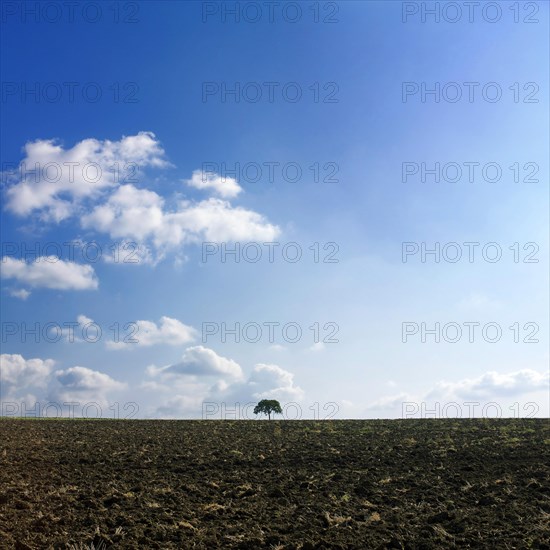 Tree isolated in a field