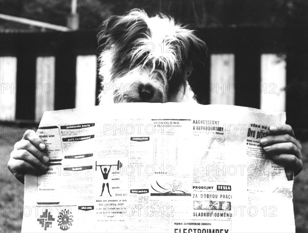 Dog reads newspaper ca. 1970s