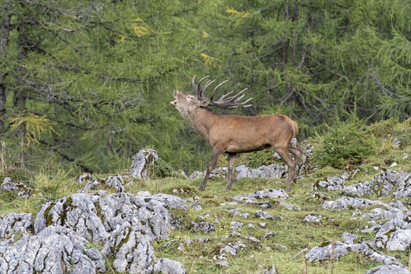 Red deer (Cervus elaphus)