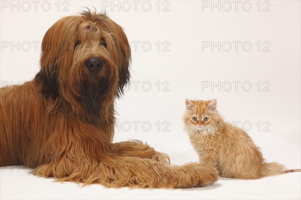Briard or Berger de Brie