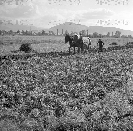 Man plows field with strained horses