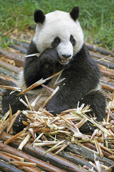 Panda bear or Giant Panda (Ailuropoda melanoleuca) eats bamboo shoots