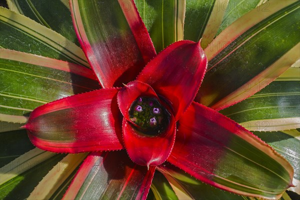 Flowering red Vriesea Bromeliad (Vriesea imperialis)