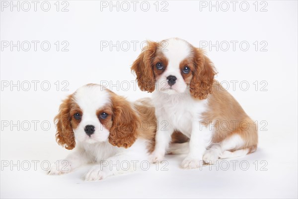 Cavalier King Charles Spaniel
