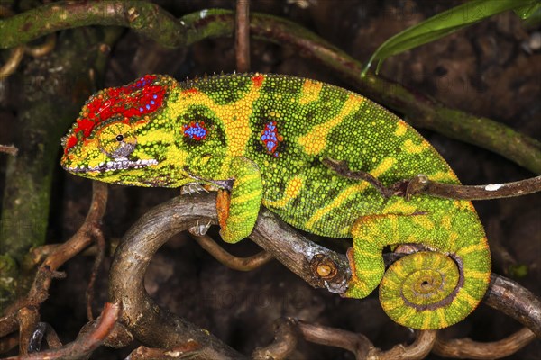 Lesser chameleon (Furcifer minor)