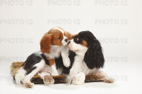 Cavalier King Charles Spaniel