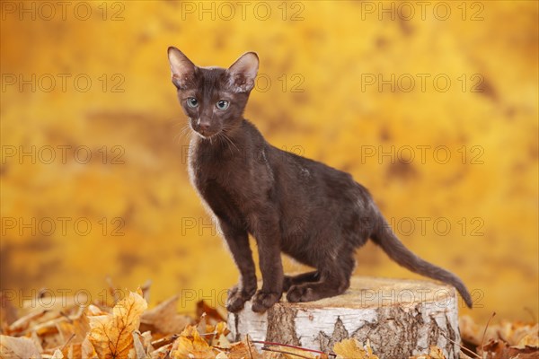 Oriental Shorthair cat