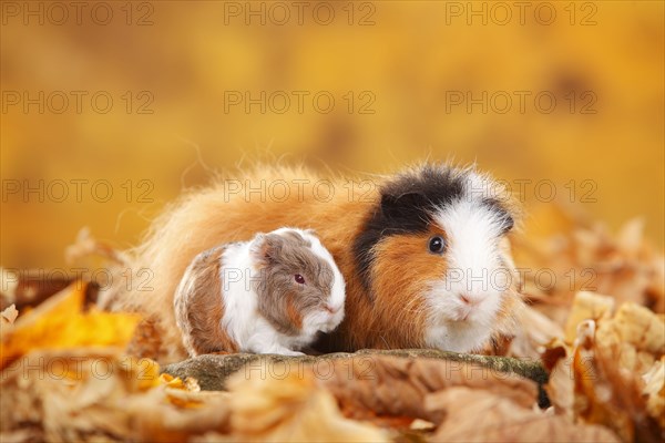 CH-Teddy guinea pigs